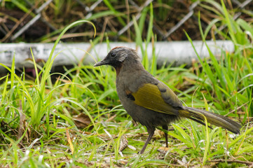 Malayan Laughingthrush