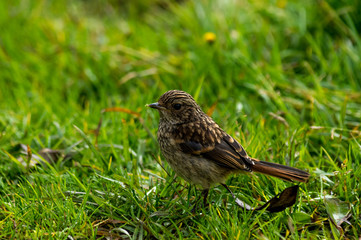 small brown bird