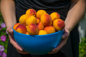 Hands of woman holding a bowl with ripe apricots