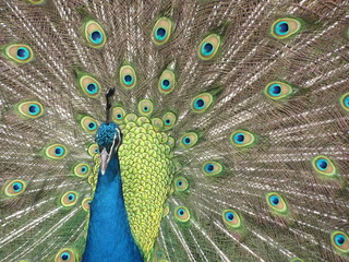 Peacock