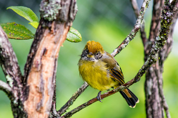 Fototapeta premium small yellow bird