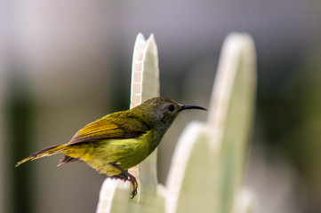 Little bird