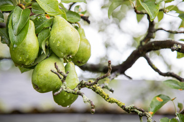 Grüne, unreife Birnen nach Regen mit Tropfen am Obstbaum im Garten