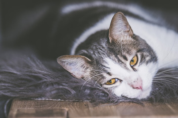 Chat tigré et blanc couché