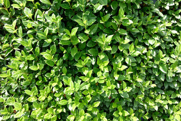 Fototapeta na wymiar Beautiful plant background. Nature and green leaves.