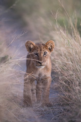 A vertical, full length, colour photograph of an inquisitive young lion cub, Panthera leo, staring at the camera in Savute, Botswana.