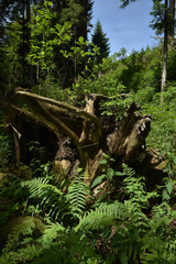 Nationalpark Schwarzwald; Sankenbachsteig; Baumstumpf