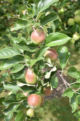 Pommes rouges au jardin