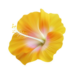 Realistic yellow hibiscus. The symbol of rare elegant beauty.