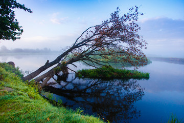 Old oak tree hanging close to water surface. Morning landscape