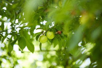 young plums on the tree
