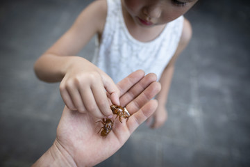 蝉の抜け殻を持つ親子