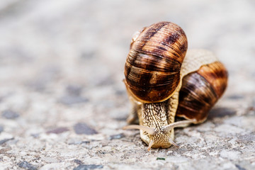 Two snails on blurred macro background. Helix pomatia Gastropoda. Roman snail gastropods, edible snail or escargot. mollusk family Helicidae
