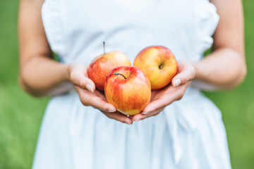 cropped view of girl holding fresh picked apples in hands