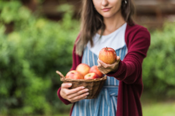 cropped view of girl holding wicker basket with apples