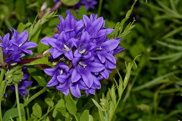 the bell is hard-headed