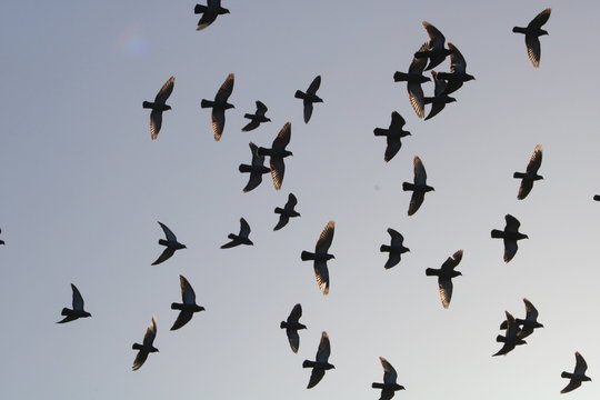 Birds