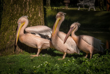 Spaziergang der Pelikane