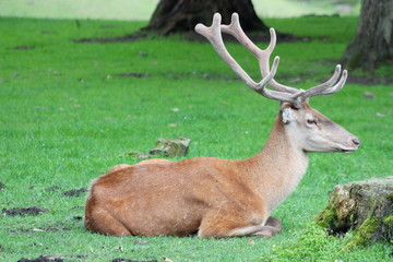 Naklejka na ściany i meble Male horned deer resting in the forest