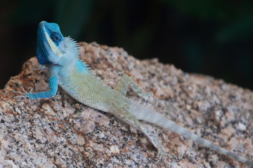 A blue gecko sun bathing