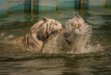 Wilde Spiele, zwei weisse Tiger beim rauen Spiel im Wasser
