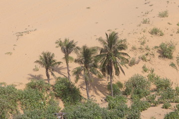 Coconut trees on sand dunes 