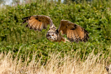 A beautiful, huge European Eagle Owl flying low over fields and trees