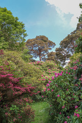 Irlande -  Jardins de Muckross