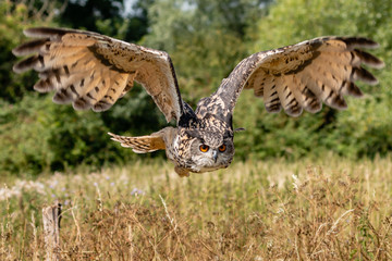 Huge, majestic Eagle Owl in flight over a grassy meadow
