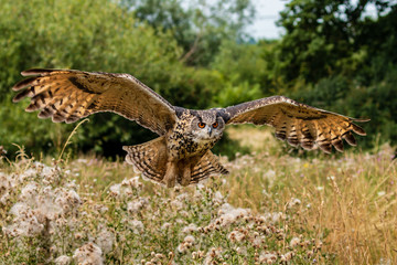 Huge, majestic Eagle Owl in flight over a grassy meadow