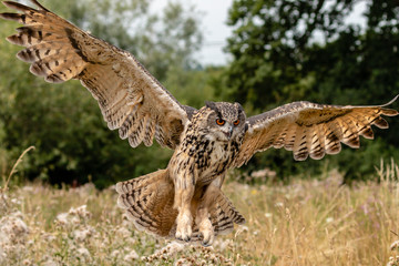 Beautiful european Eagle Owl landing in a dry, yellow meadow