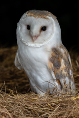 Beautiful Barn Owl on a bale of Hay in a barn