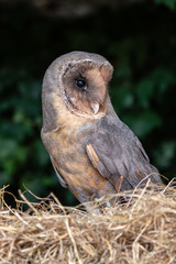 A rare dark colored Barn Owl on a bale of Hay in a barn