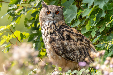 Close up portrait of a beautiful large Eagle Owl