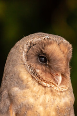 A rare dark colored Barn Owl on a bale of Hay in a barn