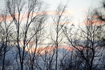 Obraz premium Sunset and trees
