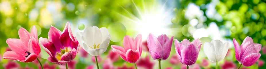 Photo sur Plexiglas Tulipe belles fleurs dans le jardin se bouchent