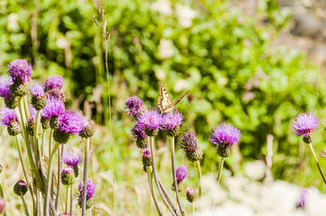 Sils, Alpen-Distel, Berg-Distel, Distel, Carduus defloratus, Schmetterling, Korbblütler, Blumenweg, Wanderweg, Bergwiese, Bergblume, Sommer, Oberengadin, Alpen, Graubünden, Schweiz
