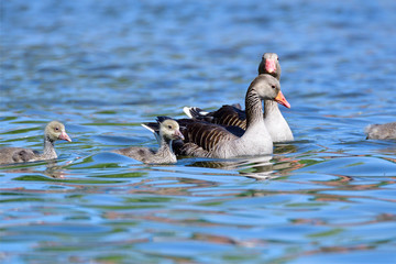 Fototapeta premium Graugans Familie schwimmt auf einem See