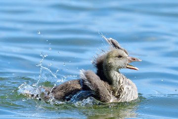 Junge Graugans bei der Gefiederpflege