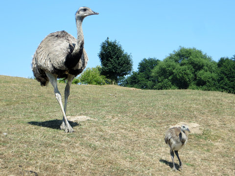 Nandu Vater und Nandu K&uuml;ken laufen einen H&uuml;gel hinab