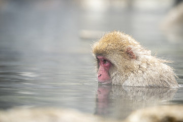 温泉の野猿