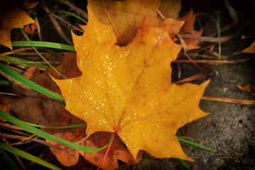 Autumn colorful concept: bright yellow leaves background.  Autumn copy space