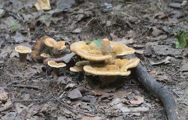 Hydnellum auratile mushroom
