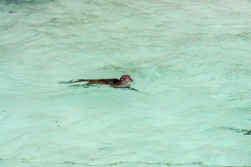 Fototapeta premium Monkeys on Beautiful Bay Tropical Beach blue ocean background