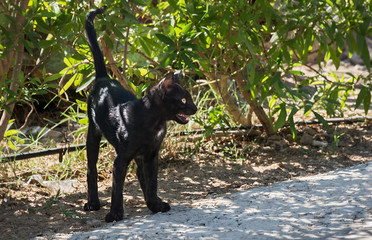 small, thin black kitten in the street. mewing African cat with yellow eyes