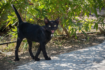 small, thin black kitten in the street. mewing African cat with yellow eyes