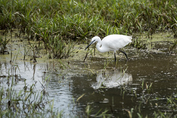 The little egret (Egretta garzetta) small heron fishing in water in Kampala, Uganda, Africa