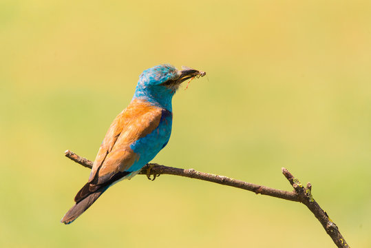 Colorful European roller on a branch