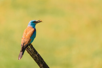 Colorful European roller on a branch